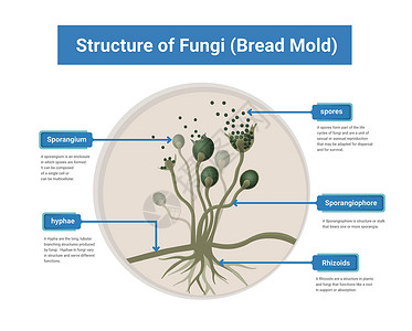 黑虎掌菌Rhizopus模具 面包模具 黑真菌结构图解细胞艺术药品绘画殖民地疾病微生物学蓝色实验室技术插画