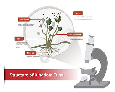 黑虎掌菌Rhizopus的显微镜 面包模具 黑真菌等近距离显微镜在面包板上出现插画