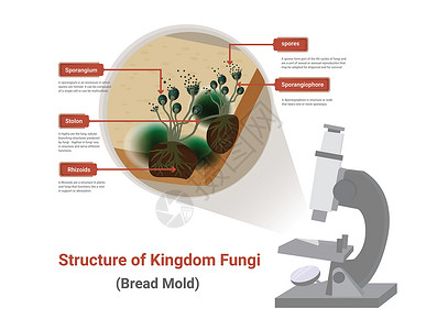 黑虎掌菌(现代)面包盘上出现光学显微镜下的黑真菌 面包模插画