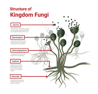 黑虎掌菌Rhizopus模具 面包模具 黑真菌结构图解生物学科学药品生物孢子植物殖民地假根绘画雕刻插画