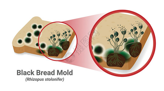 黑虎掌菌制模在面包板上出现黑真菌科学鉴别假根生物学疾病艺术宏观实验室雕刻孢子插画