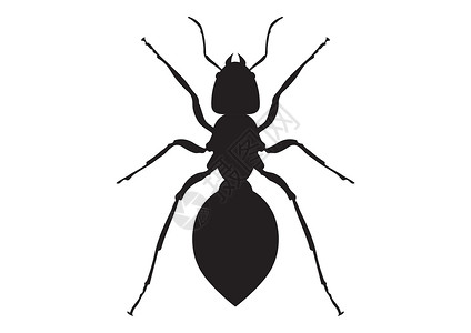 扁平风格的黑白蚂蚁剪贴画 白色背景下蚂蚁的矢量图解背景图片
