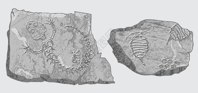 岩石裂缝带有史前动物 昆虫和植物骨骼印记的石头 灰色考古学 裂缝岩石碎片 碎片巨石 一套逼真的手绘艺术 矢量图卡通片草图博物馆脚印科学历插画