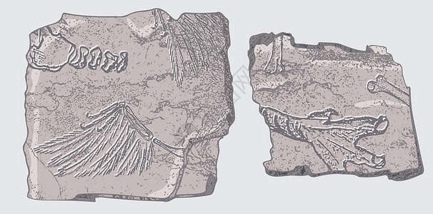 岩石裂缝带有史前动物 昆虫和植物骨骼印记的石头 灰色考古学 裂缝岩石碎片 碎片巨石 一套逼真的手绘艺术 矢量图绘画历史叶子脚印古生物学插插画