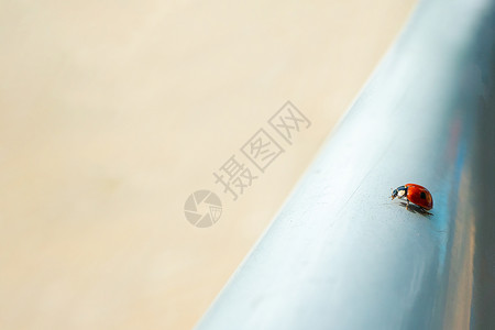 红色的Ladybug自然模糊的背景漏洞宏观背光小样昆虫野生动物阳光横幅太阳光线背景图片
