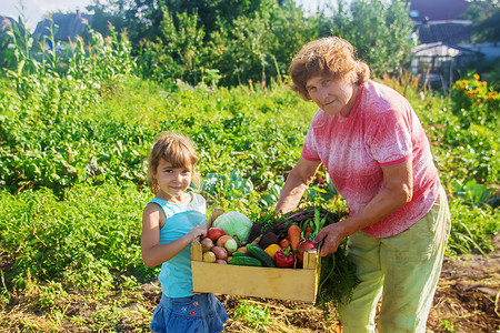 孩子注意力不集中花园里的外祖母和孙女收割 有选择地集中注意力生物黄瓜产品家庭生长衬套蔬菜农场收获太阳背景