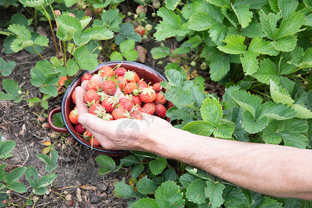男人在手掌里摘草莓 夏天收获浆果 摘水果食物农场女士甜点饮食植物群园艺花园覆盆子棕榈背景图片