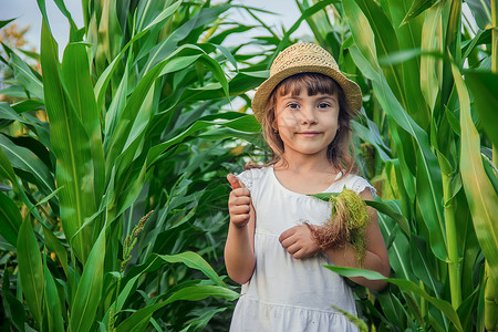 一个玉米棒子儿童在玉米田中 一个小农场主 有选择性的焦点棒子收成植物生物孩子们叶子乐趣农民享受种植者背景
