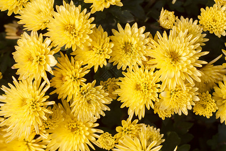 黄色花朵的布束 大型紧闭天气植物群植物森林宏观环境阳光草本植物叶子花园背景图片