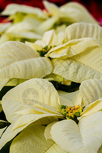 比索白色植物植物科黄色叶子背景图片