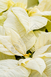 比索黄色植物白色叶子植物科背景图片