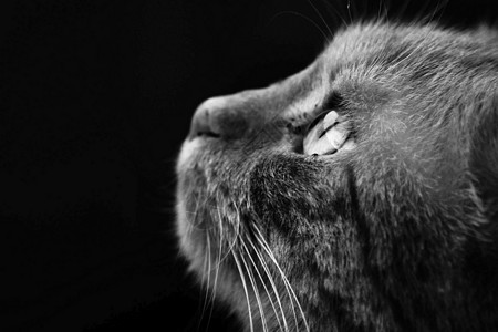 鼻子照片素材小猫休息高清图片
