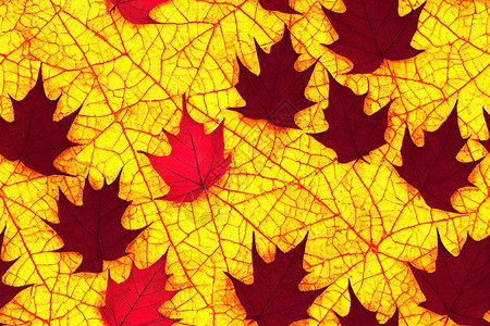 橡树的明秋叶模式背景图片