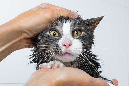 淋浴的人猫美容 有趣的猫洗澡或洗澡 洗猫的人 宠物卫生概念 湿猫肥皂猫咪小猫淋浴浴室沙龙动物打扫洗发水美容师背景