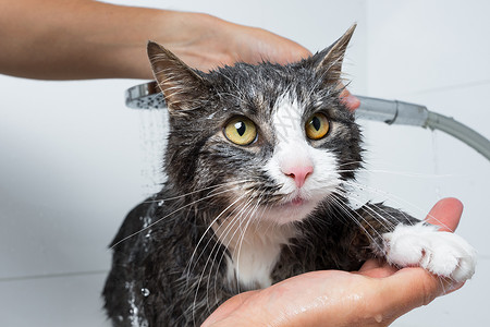 淋浴的人猫美容 有趣的猫洗澡或洗澡 洗猫的人 宠物卫生概念 湿猫淋浴眼睛猫浴猫咪浴室打扫洗发水美容师沙龙肥皂背景