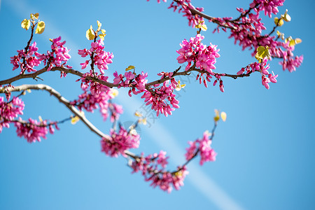 蓝色天空背景的明亮多彩紫色鲜花的犹大树高清图片