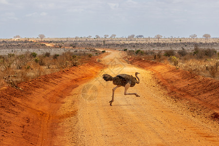 奔跑的鸵鸟非洲东察沃国家公园高清图片