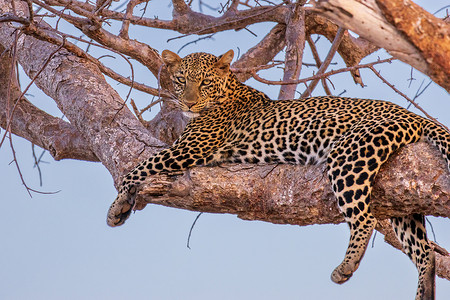 非洲豹 躺在一个分支上野生动物旅行黑豹动物猎人大草原捕食者哺乳动物游客游戏背景图片