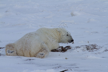 雪熊一只北极熊或乌苏斯海尔图穆斯躺下 双爪伸在雪上大熊睡眠海熊爪子林线海事荒野动物海洋白熊背景