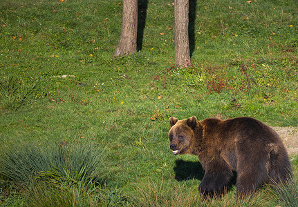 年轻的棕熊在森林的草原上回望动物高清图片素材