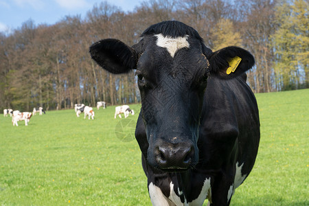 德国贝吉切人土地 养牛业树木草地奶牛家畜绿色牛奶养殖牛肉养牛动物背景图片