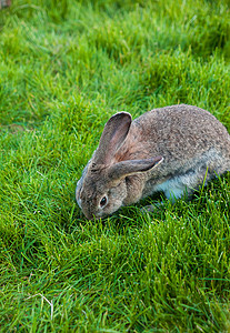一只兔子在花园里吃草眼睛享受后院农村静脉胡须耳朵野生动物场地动物背景图片