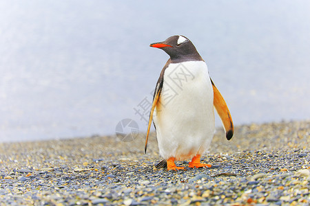 巴布亚企鹅阿根廷南美洲乌斯怀亚提拉德尔弗埃戈岛的根托企鹅物种摄影家族荒野标记主题海岸线全景行为旅行背景