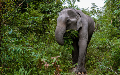 拉差那达亚洲象旅游高清图片