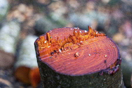 树桩 砍伐树木 砍伐树木 破坏森林柴高清图片素材
