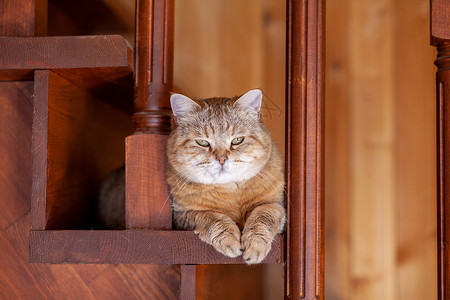 楼梯猫歪头厨房耳朵高清图片
