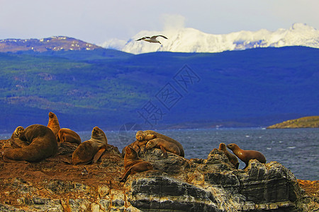 海狮与海鸟风景智利高清图片