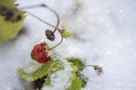 放我下来野草莓 夏天下雪 在花园里放着白雪 突然的雪落了下来背景