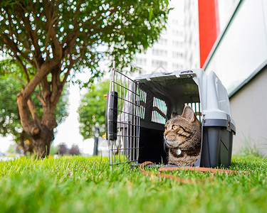 一只在绿草地外的航空母舰 正在沉睡猫咪塑料猫科动物盒子小猫皮带冒险兽医运输安全背景