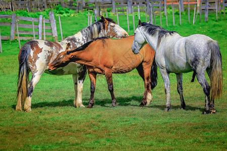 乌斯马尔阿根廷巴塔哥尼亚草原的野马 野马 马天空团体主题牧场田园晴天野外动物草地哺乳动物摄影背景