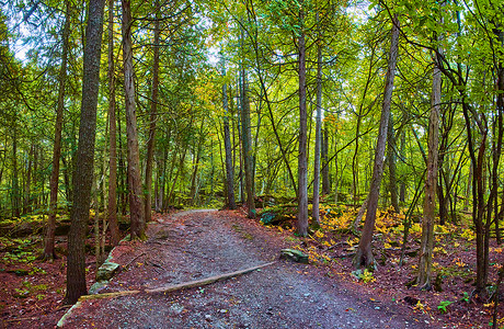 佛蒙特大片泥土行走道路的全景观视 穿过红树林 带黄叶植物背景图片