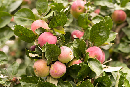 木框中苹果自然甜的高清图片