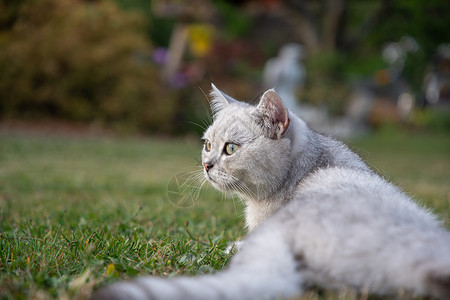 睡在绿草坪上 享受吧 歌声眼睛公园宠物草地蓝色猫科动物花园哺乳动物植物自由背景