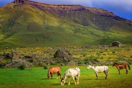 乌斯马尔阿根廷巴塔哥尼亚草原的野马 野马 马动物哺乳动物田园旅游风景天空马家主题领域牧场背景