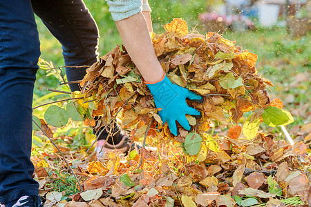 女人和叶子在秋天的花园里 紧紧握着女人手和一堆叶子打扫工具工作落叶树叶琐事草地季节生态树木背景