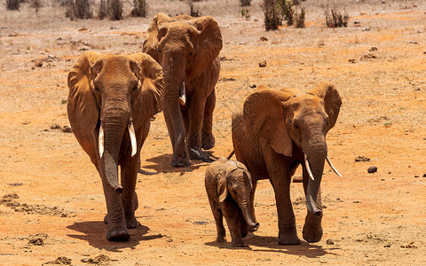 四个非洲布什大象大草原象牙眼睛公园游戏树干哺乳动物旅行游客濒危背景