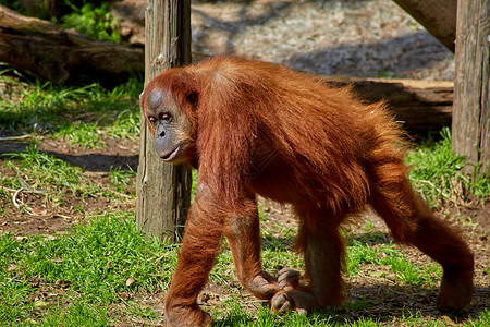 露天动物园里无聊的穿梭猩猩女性橙子荒野少年男性毛皮丛林头发动物婴儿热带高清图片素材