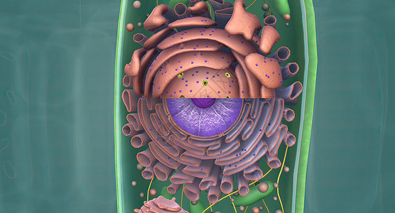 细胞冻存Golgi综合体是一个有机器官 存在于大部分的表情细胞中植物细胞质细胞学微生物学区域基质染色质动物粒粒生物背景