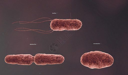 多糖淋球菌感染呼吸道感染高清图片