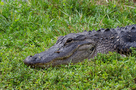 一只美国鳄鱼的近距离接近 藏在草地和日晒中 睁着眼睛湿地猎人荒野野生动物捕食者食肉爬虫动物成人旅行背景图片