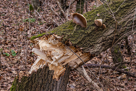 防护林德国冬季的森林暴风雨 使一棵茂密的树崩裂背景