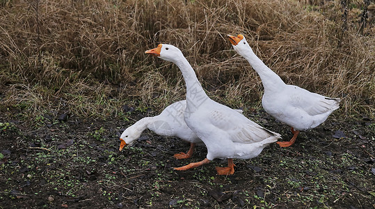 三只白鹅在草原上行走家禽动物农业水禽家庭国家农村团体花园翅膀背景图片
