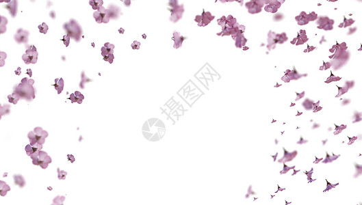 3D浪漫插图 3D投影 3D投影白色季节樱花花瓣广告产品卡片墙纸粉色婚礼背景图片
