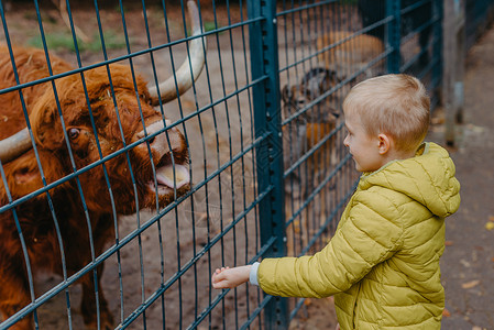 扮演奶牛男孩儿童在农场照顾和喂奶牛的户外肖像 在动物园养水牛的男孩幸福农民朋友羽毛旅行团体女孩孩子动物奶牛背景