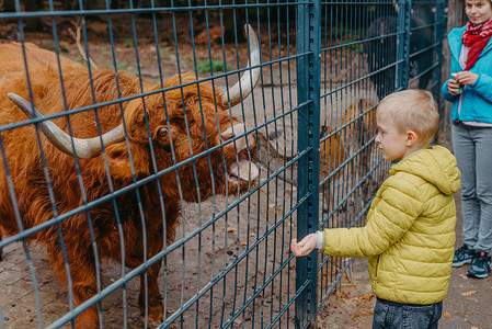 扮演奶牛的男孩儿童在农场照顾和喂奶牛的户外肖像 在动物园养水牛的男孩男生孩子们奶牛荒野快乐食物朋友野生动物兄弟浅黄色背景