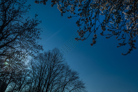 蓝色天空对面的那棵树 树枝的详情就像一个图片框框架背景图片